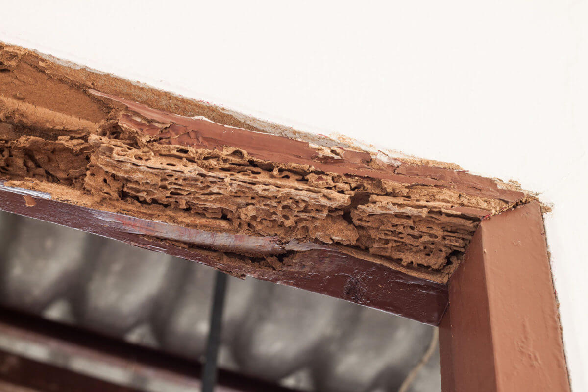 pest inspection termites timber frame