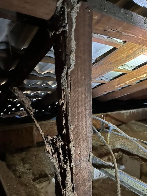 Timber roof structure with termite damage